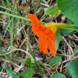 Tropaeolum majus at Narrawallee, NSW - 9 Sep 2023