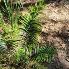 Macrozamia communis (Burrawang) at Narrawallee Foreshore Reserves Walking Track - 9 Sep 2023 by trevorpreston