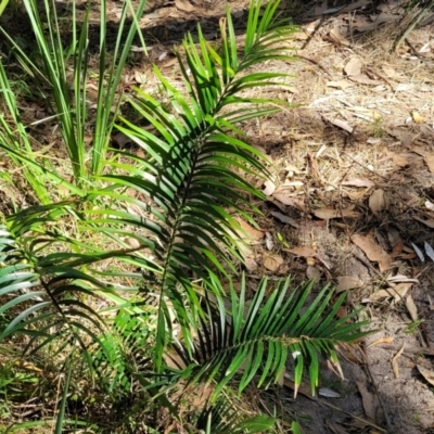 Macrozamia communis (Burrawang) at Narrawallee, NSW - 9 Sep 2023 by trevorpreston