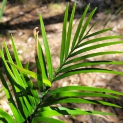 Macrozamia communis at Narrawallee, NSW - suppressed