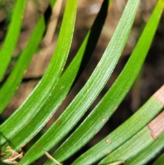 Macrozamia communis at Narrawallee, NSW - suppressed