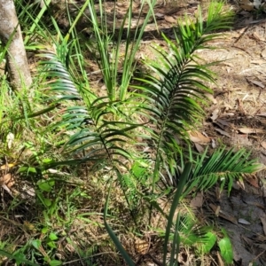 Macrozamia communis at Narrawallee, NSW - 9 Sep 2023