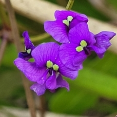 Hardenbergia violacea (False Sarsaparilla) at Narrawallee, NSW - 9 Sep 2023 by trevorpreston