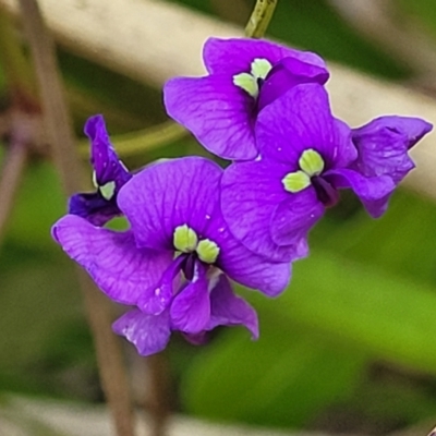 Hardenbergia violacea (False Sarsaparilla) at Narrawallee, NSW - 9 Sep 2023 by trevorpreston