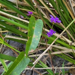 Hardenbergia violacea at Narrawallee, NSW - 9 Sep 2023