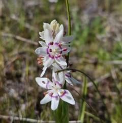 Wurmbea dioica subsp. dioica (Early Nancy) at Mount Majura - 9 Sep 2023 by AaronClausen