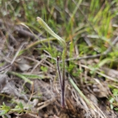 Caladenia actensis (Canberra Spider Orchid) at Majura, ACT - 9 Sep 2023 by AaronClausen