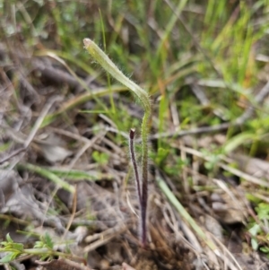 Caladenia actensis at suppressed - 9 Sep 2023