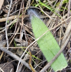 Caladenia actensis at suppressed - 9 Sep 2023