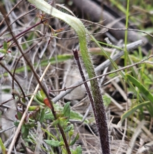 Caladenia actensis at suppressed - suppressed