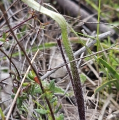 Caladenia actensis at suppressed - 9 Sep 2023
