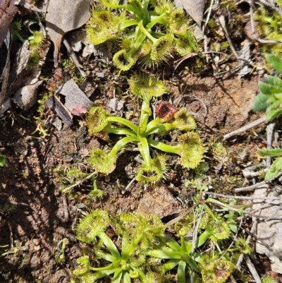 Drosera (genus) (A Sundew) at Majura, ACT - 9 Sep 2023 by AaronClausen