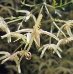 Clematis leptophylla (Small-leaf Clematis, Old Man's Beard) at Mount Majura - 9 Sep 2023 by AaronClausen