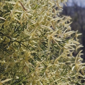 Clematis leptophylla at Majura, ACT - 9 Sep 2023 11:26 AM