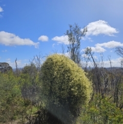 Clematis leptophylla at Majura, ACT - 9 Sep 2023 11:26 AM