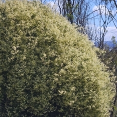 Clematis leptophylla at Majura, ACT - 9 Sep 2023