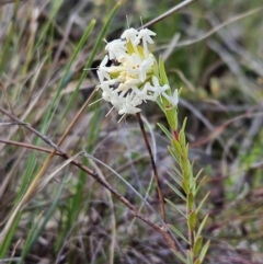 Pimelea linifolia subsp. linifolia (Queen of the Bush, Slender Rice-flower) at Mount Majura - 9 Sep 2023 by AaronClausen