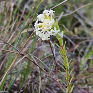 Pimelea linifolia subsp. linifolia at Majura, ACT - 9 Sep 2023 12:09 PM