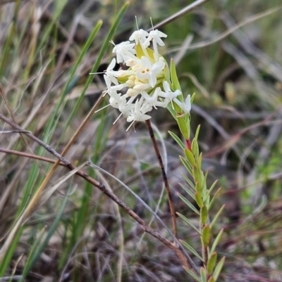 Pimelea linifolia subsp. linifolia (Queen of the Bush, Slender Rice-flower) at Mount Majura - 9 Sep 2023 by AaronClausen
