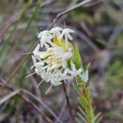 Pimelea linifolia subsp. linifolia at Majura, ACT - 9 Sep 2023 12:09 PM