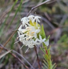 Pimelea linifolia subsp. linifolia at Majura, ACT - 9 Sep 2023