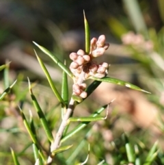 Lissanthe strigosa subsp. subulata (Peach Heath) at Mcleods Creek Res (Gundaroo) - 21 Jun 2023 by RobG1