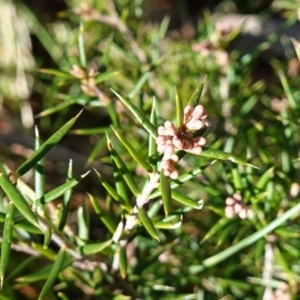 Lissanthe strigosa subsp. subulata at Gundaroo, NSW - 21 Jun 2023