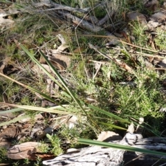 Lissanthe strigosa subsp. subulata at Gundaroo, NSW - 21 Jun 2023