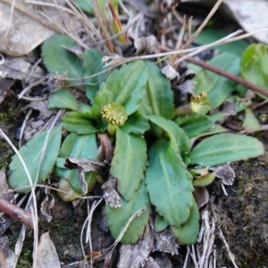 Solenogyne dominii at Gundaroo, NSW - 21 Jun 2023