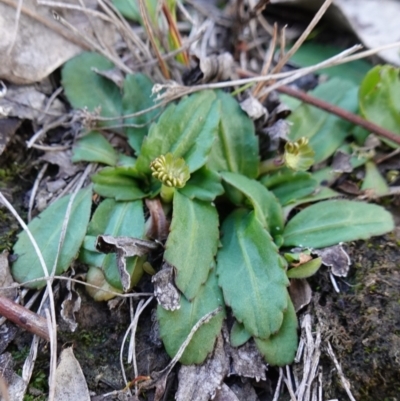 Solenogyne dominii (Smooth Solenogyne) at Mcleods Creek Res (Gundaroo) - 21 Jun 2023 by RobG1