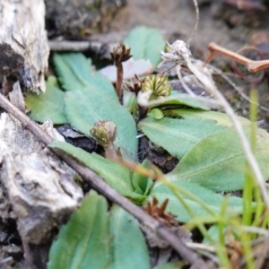 Solenogyne dominii at Gundaroo, NSW - 21 Jun 2023