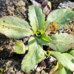 Solenogyne dominii at Gundaroo, NSW - 21 Jun 2023