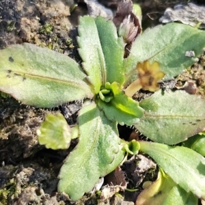 Solenogyne dominii at Gundaroo, NSW - 21 Jun 2023