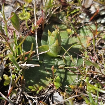 Hymenochilus sp. (A Greenhood Orchid) at Mount Majura - 9 Sep 2023 by AaronClausen