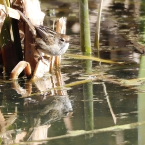 Poodytes gramineus at Fyshwick, ACT - 24 Jul 2023