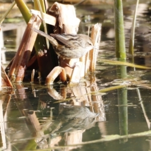 Poodytes gramineus at Fyshwick, ACT - 24 Jul 2023 10:49 AM