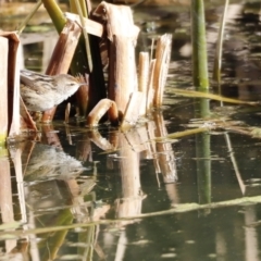 Poodytes gramineus at Fyshwick, ACT - 24 Jul 2023