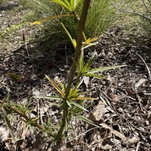 Solanum linearifolium at Aranda, ACT - 9 Sep 2023