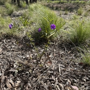 Solanum linearifolium at Aranda, ACT - 9 Sep 2023