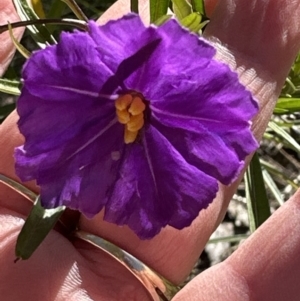 Solanum linearifolium at Aranda, ACT - 9 Sep 2023 03:05 PM