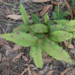 Lomatia ilicifolia (Holly Lomatia) at Wingello - 22 Jun 2023 by RobG1