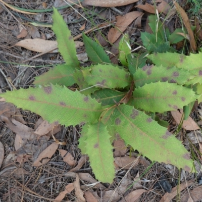 Lomatia ilicifolia (Holly Lomatia) at Wingecarribee Local Government Area - 22 Jun 2023 by RobG1