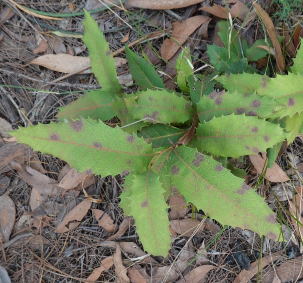 Lomatia ilicifolia at Wingello, NSW - 22 Jun 2023