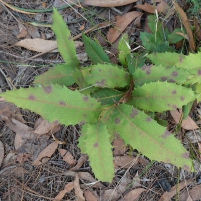 Lomatia ilicifolia (Holly Lomatia) at Wingello, NSW - 22 Jun 2023 by RobG1