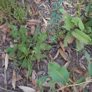 Lomatia ilicifolia at Wingello, NSW - 22 Jun 2023 12:12 PM