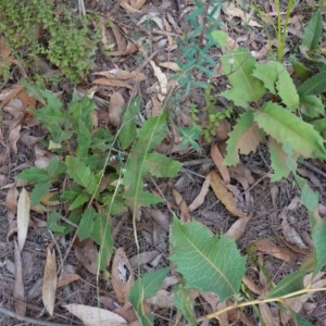 Lomatia ilicifolia at Wingello, NSW - 22 Jun 2023