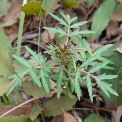 Polyscias sambucifolia (Elderberry Panax) at Wingecarribee Local Government Area - 22 Jun 2023 by RobG1