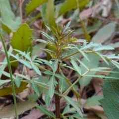 Polyscias sambucifolia at Wingello, NSW - 22 Jun 2023