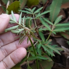 Polyscias sambucifolia at Wingello, NSW - 22 Jun 2023