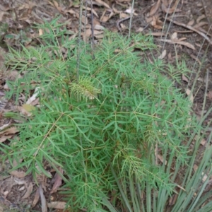 Polyscias sambucifolia at Wingello, NSW - 22 Jun 2023